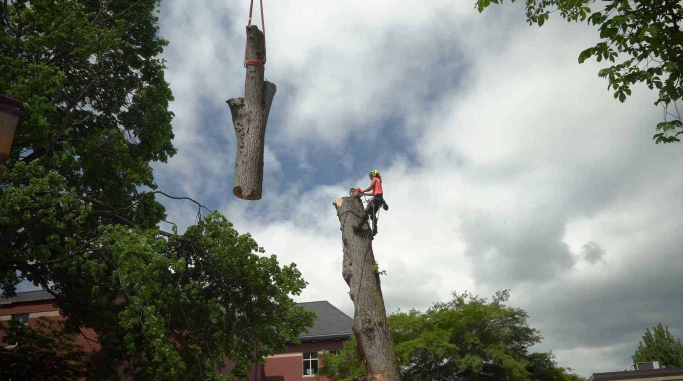 Tree Removal service in Lawton, OK