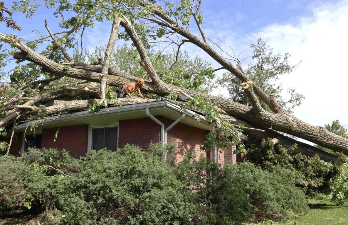 Emergency Tree Services service in Lawton, OK